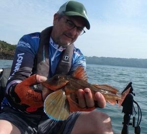 Grey Gurnard