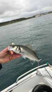 European Bass (Seabass)