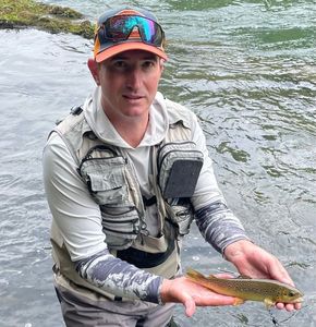 Brown Trout