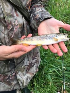Brown Trout