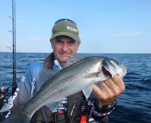 European Bass (Seabass)