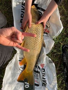 Common Carp