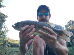 Largemouth Bass