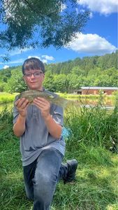 Crucian Carp