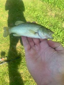 Largemouth Bass