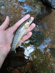 Brown Trout