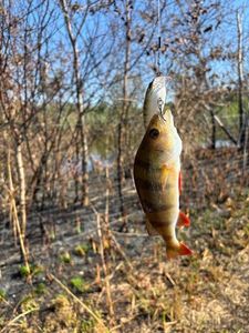 European Perch