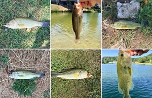 Largemouth Bass