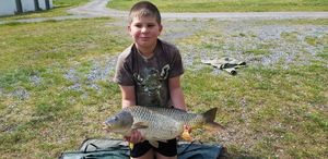 Common Carp