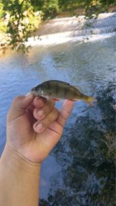 European Perch