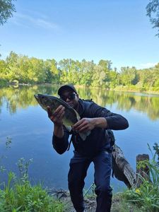 Largemouth Bass