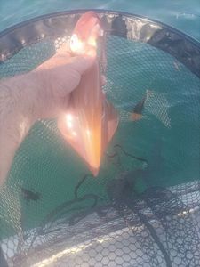 Bigfin Reef Squid