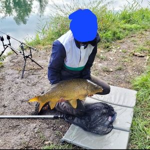 Common Carp