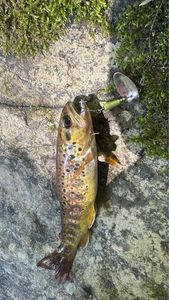 Brown Trout