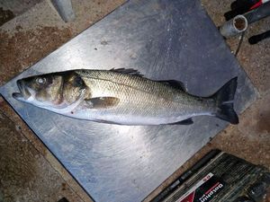 European Bass (Seabass)