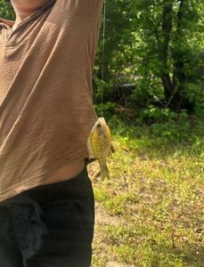 Green Sunfish