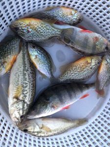 Green Sunfish