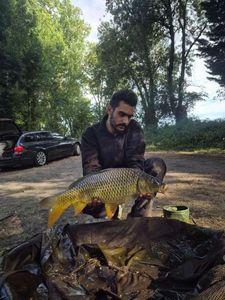 Common Carp