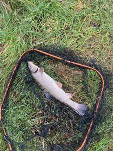 Barbel