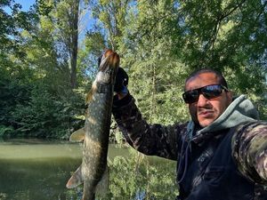 Northern Pike