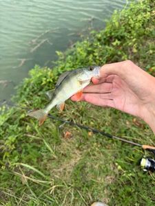 European Perch