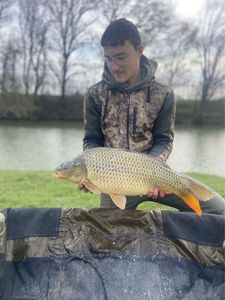 Common Carp
