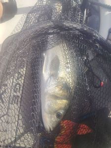 European Bass (Seabass)