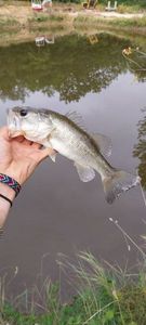 Largemouth Bass