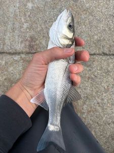 European Bass (Seabass)