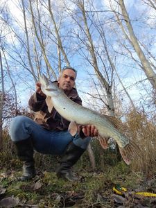 Northern Pike