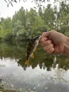 European Perch