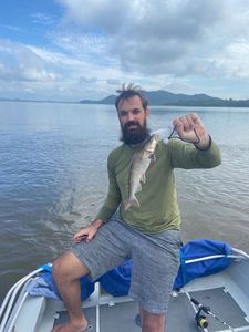 White Catfish