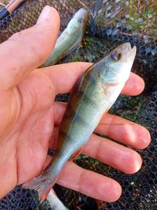 European Perch