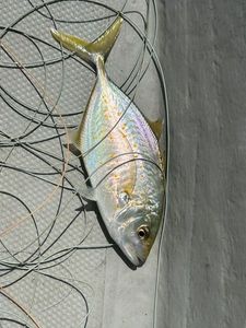 Orannge Spotted Trevally