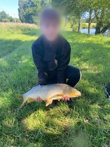 Common Carp