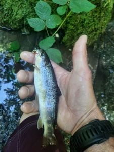 Brown Trout