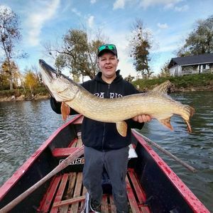 Northern Pike
