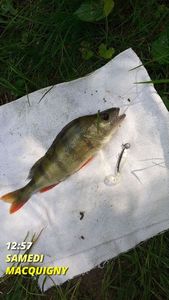 European Perch