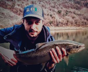 Brown Trout