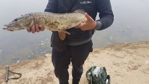 Northern Pike