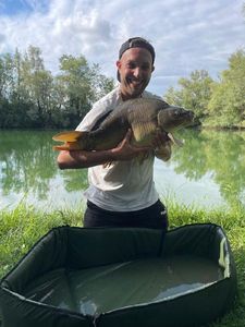 Common Carp