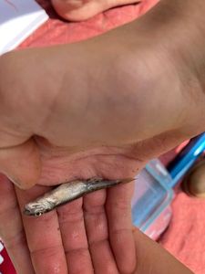 Common Minnow