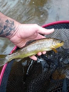 Brown Trout