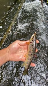 Brown Trout