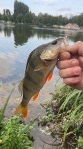 European Perch