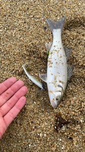 European Bass (Seabass)