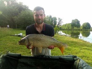 Common Carp