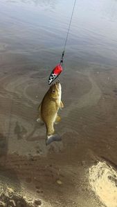 Smallmouth Bass