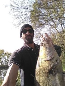 Zander