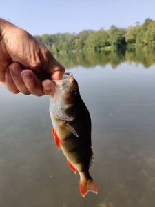 European Perch